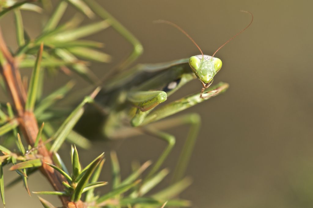 Mantis religiosa
